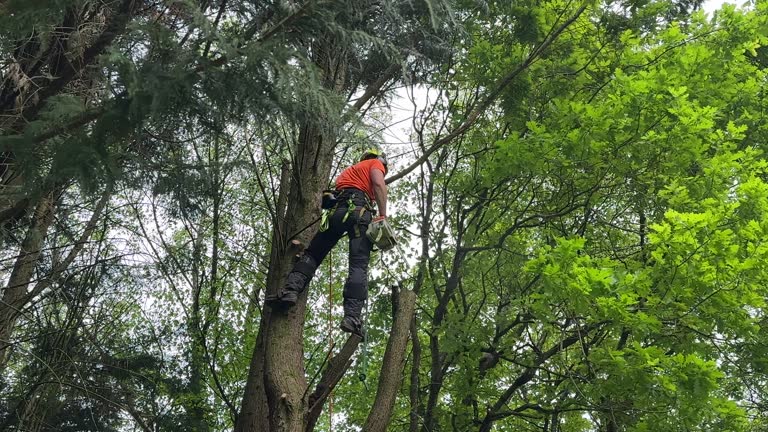 Best Seasonal Cleanup (Spring/Fall)  in Freeland, MI