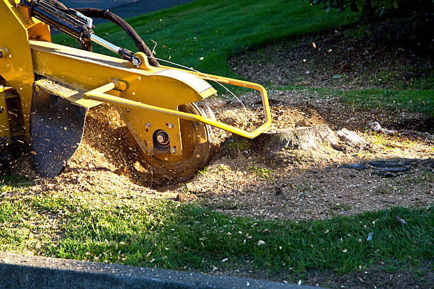 Best Hazardous Tree Removal  in Freeland, MI