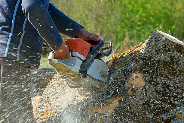 Best Tree Disease Treatment  in Freeland, MI